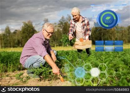 organic farming, gardening, agriculture, harvesting and people concept - senior couple with box for vegetables picking carrots at farm. senior couple with box of carrots on farm. senior couple with box of carrots on farm