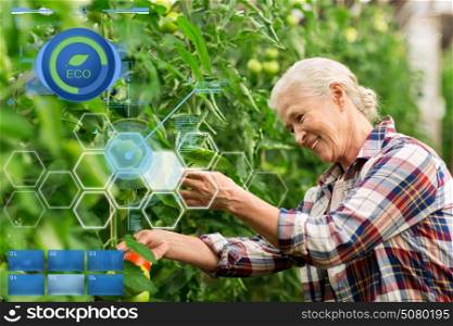 organic farming, gardening, agriculture, old age and people concept - senior man or farmer growing tomatoes at greenhouse on farm. senior woman growing tomatoes at farm greenhouse