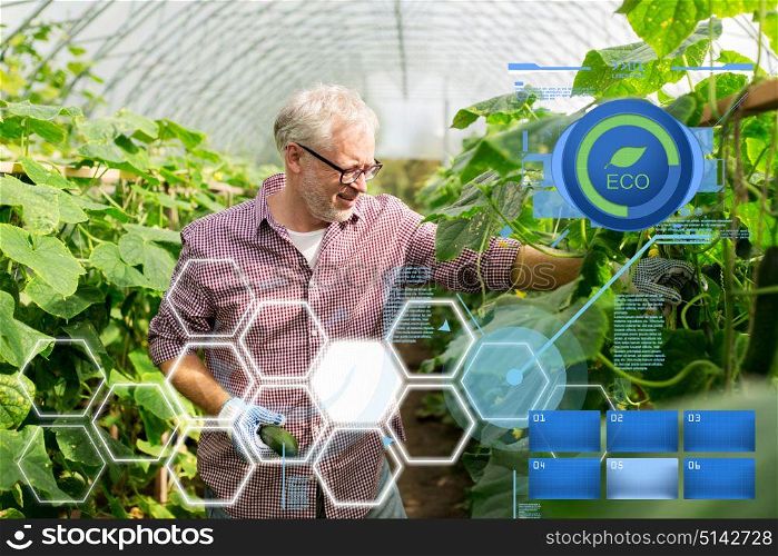 organic farming, gardening, agriculture, old age and people concept - senior man harvesting crop of cucumbers at greenhouse on farm. old man picking cucumbers up at farm greenhouse