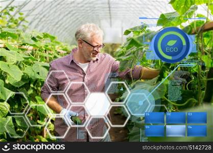 organic farming, gardening, agriculture, old age and people concept - senior man harvesting crop of cucumbers at greenhouse on farm. old man picking cucumbers up at farm greenhouse