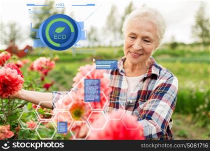 organic farming, gardening and people concept - happy senior woman with flowers blooming at summer garden. senior woman with flowers at summer garden