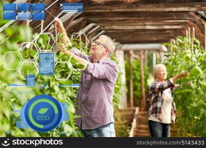organic farming, gardening and people concept - senior man and woman tying up tomato seedlings at greenhouse on farm. senior couple working at farm greenhouse