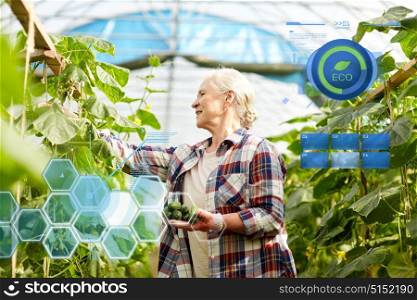 organic farming, gardening and people concept - senior woman harvesting crop of cucumbers at greenhouse on farm. old woman picking cucumbers up at farm greenhouse
