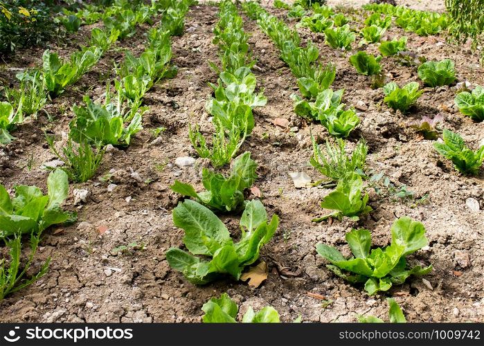organic farming, lettuce, endive and salad plants grown naturally without fertilizing