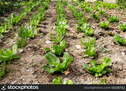 organic farming, lettuce, endive and salad plants grown naturally without fertilizing
