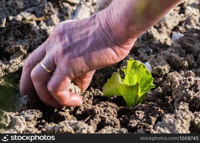 organic farming, lettuce, endive and salad plants grown naturally without fertilizing