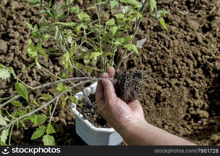 Organic farming of tomato in green house. Hands holding seedlings, Bulgaria