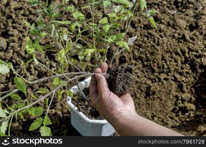 Organic farming of tomato in green house. Hands holding seedlings, Bulgaria