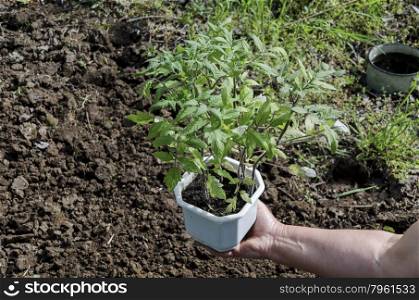 Organic farming of tomato in green house. Hands holding seedlings in the pot, Bulgaria