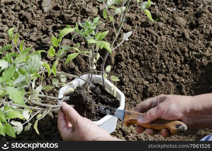 Organic farming of tomato in green house. Hands unroot with knife seedlings, Bulgaria