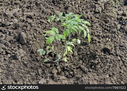 Organic farming of tomato in green house. Plant seedlings, Bulgaria