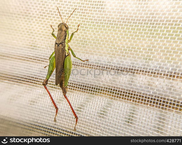 organic farming with nylon net protection from insect grasshopper