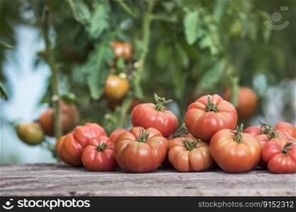Organic food, Free red vegetables of tomato 