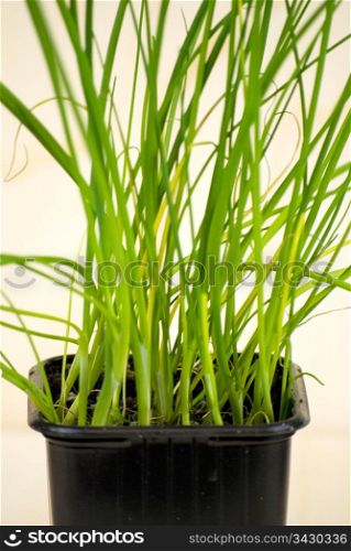 organic fresh green chieves in a pot