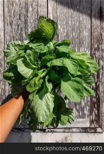 Organic fresh green edible Amaranth or Chinese spinach in a man hand with old wood wall background