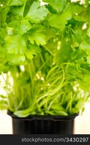 organic fresh green parsley in a pot