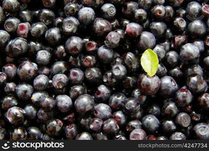 Organic fresh many blueberry background