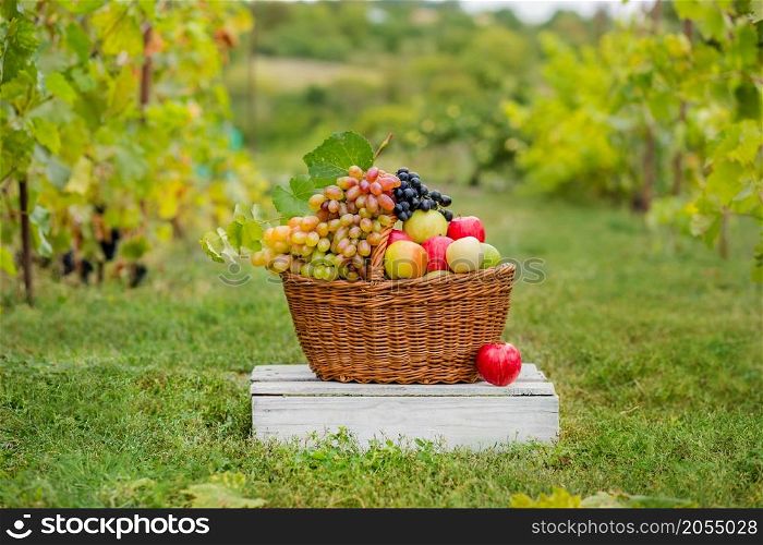 Organic fruit in basket in summer grass. Fresh grapes, pears and apples in nature.. Organic fruit in basket in summer grass.