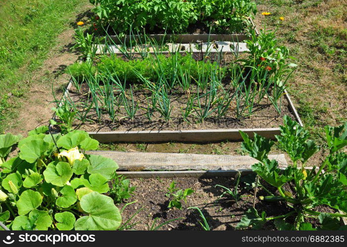 Organic garden