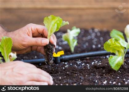 Organic garden with irrigation and small lettuce plants