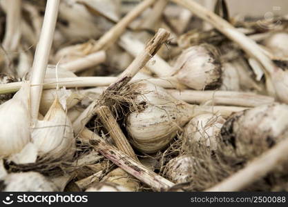 Organic garlics from a local market