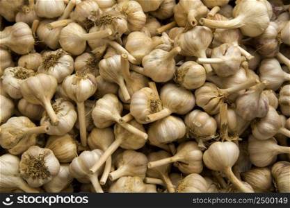 Organic garlics from a local market