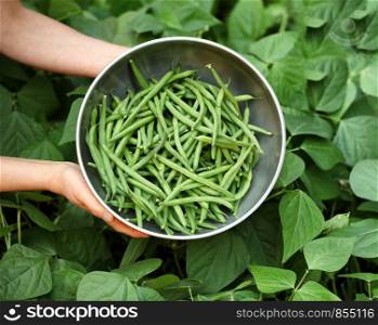 Organic green beans being picked out of garden
