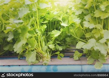 Organic Hydroponic Chinese celery (Apium graveolens)vegetables plantation in hydroponics farm,Modern farm.