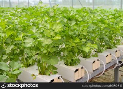 Organic Hydroponic Chinese celery vegetables plantation in aquaponics system