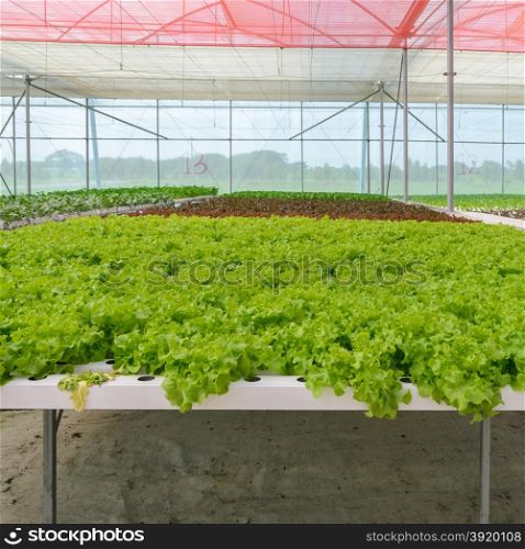 Organic Hydroponic green leaf lettuce vegetables plantation in aquaponics system