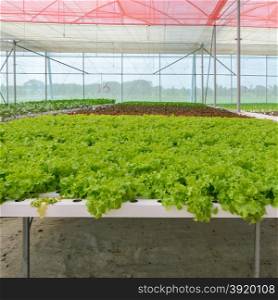 Organic Hydroponic green leaf lettuce vegetables plantation in aquaponics system