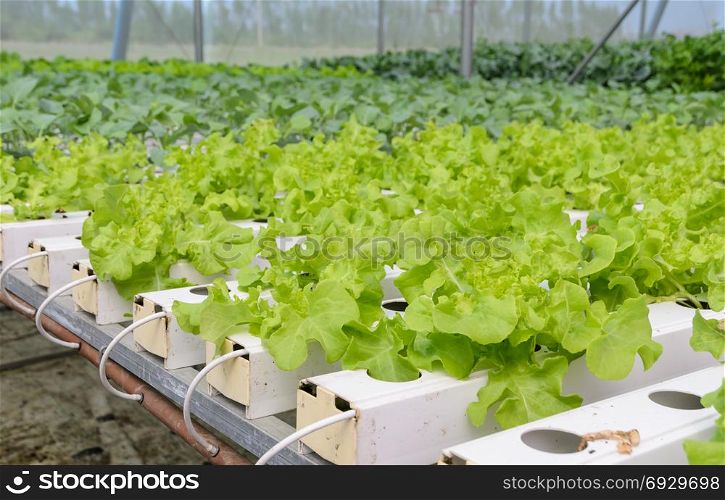 Organic Hydroponic green oak leaf lettuce vegetables plantation in aquaponics system