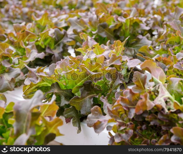 Organic Hydroponic red oak leaf lettuce vegetables plantation. Selective focus