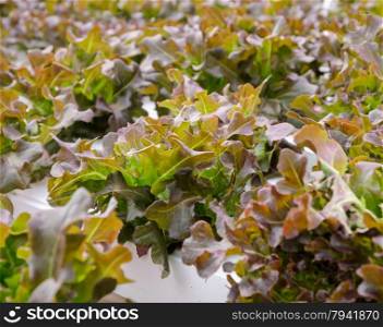Organic Hydroponic red oak leaf lettuce vegetables plantation. Selective focus