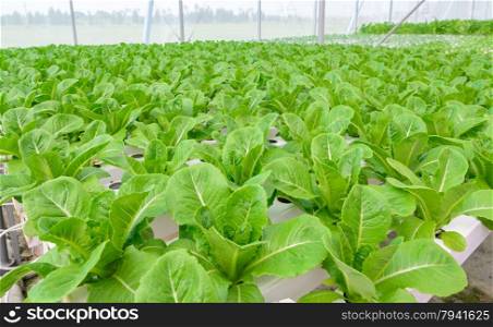 Organic Hydroponic vegetables plantation in aquaponics system