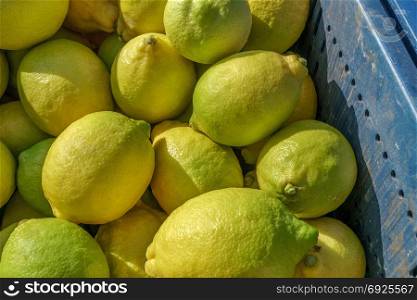Organic lemon, lemon citrus fruits in basket