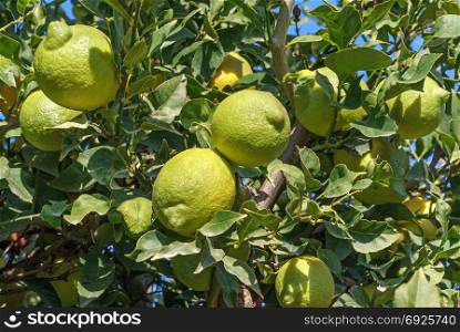 Organic lemon, lemon citrus fruits on tree