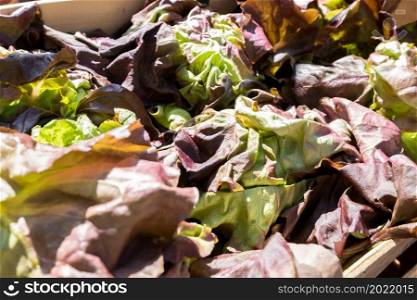 organic lettuce salads on a small farmers market