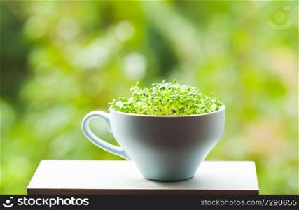 organic micro greens in a ceramic blue cup on the window. organic micro greens in a ceramic blue cup