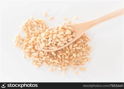 Organic pet wheat grass seeds, stock photo