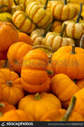 Organic Punpkins from a local market