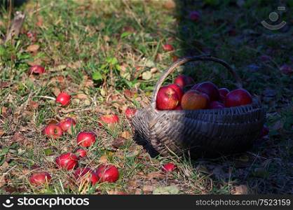 Organic Red Apple In A Wooden Basket