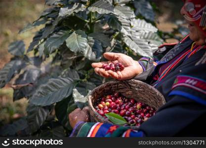 Organic red cherries coffee beans in hands of farmers, berry coffee beans