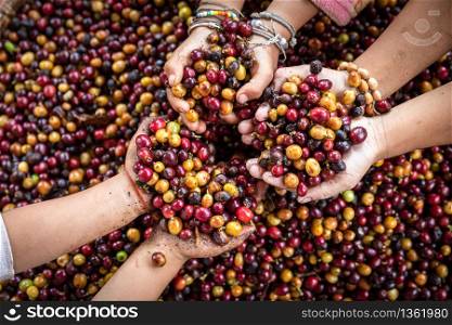 Organic red cherries coffee beans in hands of new generation farmers, berry coffee beans.