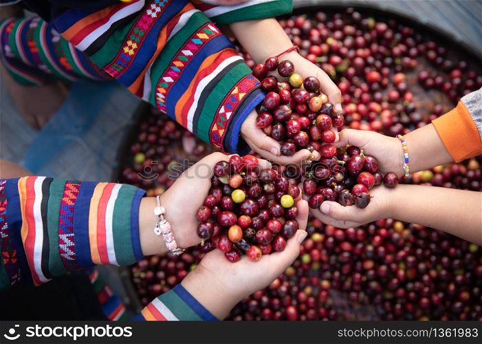 Organic red cherries coffee beans in hands of new generation farmers, berry coffee beans.