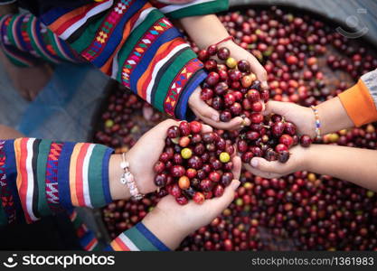 Organic red cherries coffee beans in hands of new generation farmers, berry coffee beans.