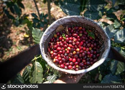 Organic red cherries coffee beans in the wooden basket at the coffee plantation garden, berry coffee beans