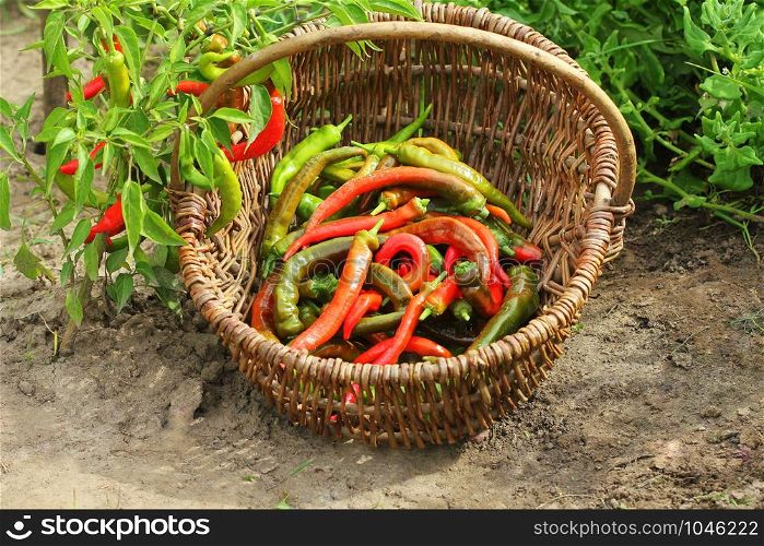 Organic red peppers pickling on a wicker basket in the garden .. Organic red peppers pickling on a wicker basket in the garden