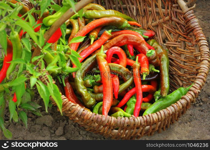 Organic red peppers pickling on a wicker basket in the garden .. Organic red peppers pickling on a wicker basket in the garden