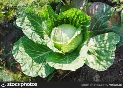 organic ripe cabbage on garden bed in summer
